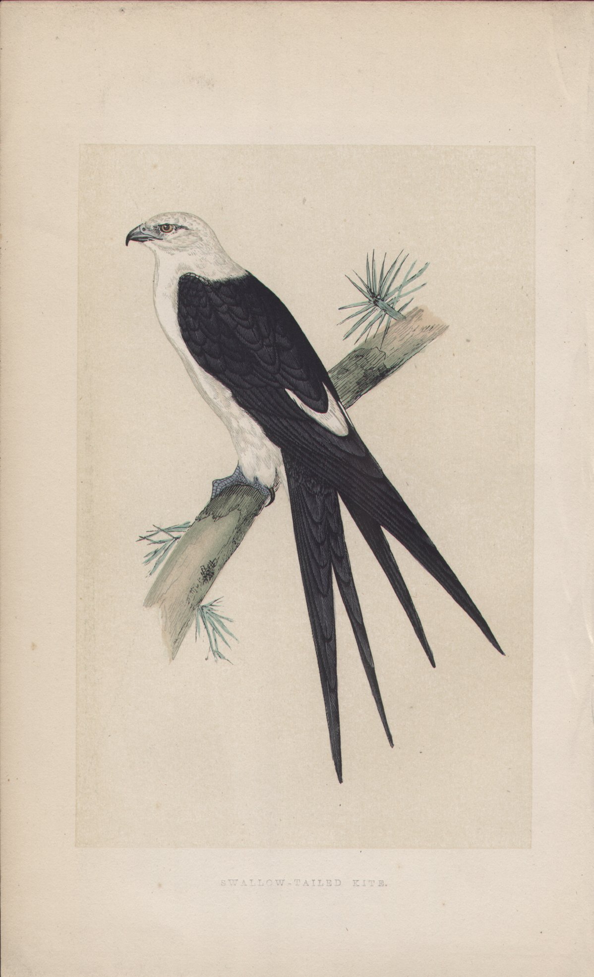 Wood - Swallow-tailed Kite - Fawcett